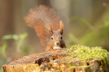 Eichhörnchen im Wald