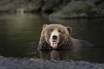 Bear making a big lip picture while swimming in the river