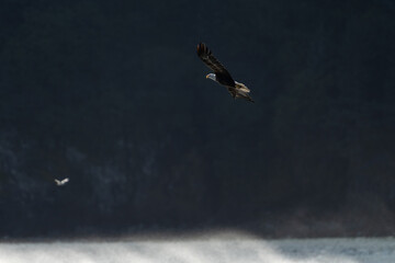 Bald eagle flying over teh roiling ocean in Kodiak, Alaska