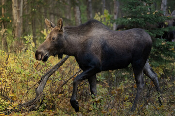 Female cow moose in the woods of Alaska