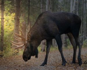 Moose checking the ground for the path of a female