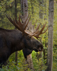 Profile of a moose in Alaska in the woods
