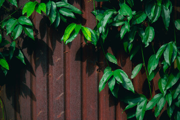 Green Vines on Rusty Corrugated Metal