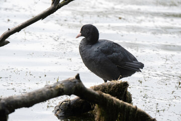 Foulque macroule,Fulica atra, Eurasian Coot