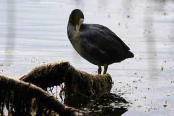 Foulque macroule,Fulica atra, Eurasian Coot