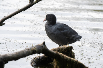 Foulque macroule,Fulica atra, Eurasian Coot