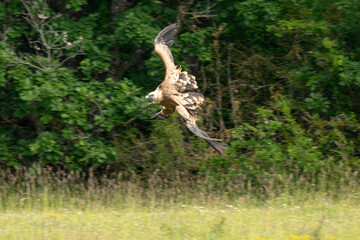 Vautour fauve,Gyps fulvus, Griffon Vulture, Parc naturel régional des grands causses 48, Lozere, France
