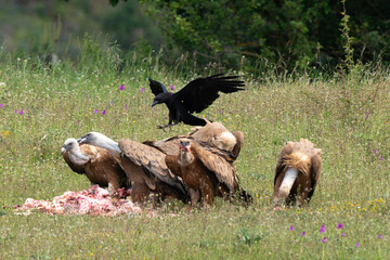 Vautour fauve,Gyps fulvus, Griffon Vulture, Grand Corbeau,Corvus corax, Northern Raven, Parc naturel régional des grands causses 48, Lozere, France
