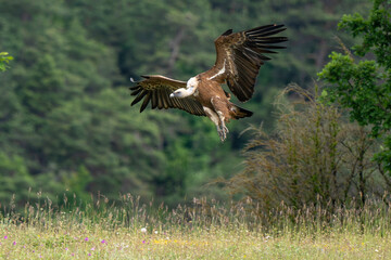 Vautour fauve,Gyps fulvus, Griffon Vulture, Parc naturel régional des grands causses 48, Lozere, France