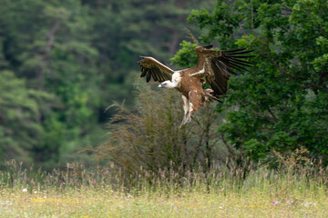 Fototapeta premium Vautour fauve, Gyps fulvus, Griffon Vulture, Parc naturel régional des grands causses 48, Lozere, France