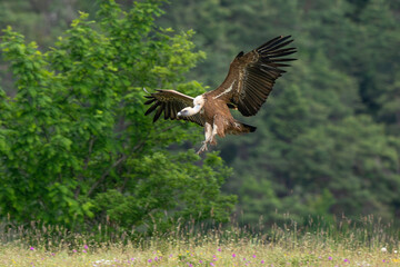 Vautour fauve,Gyps fulvus, Griffon Vulture, Parc naturel régional des grands causses 48, Lozere, France
