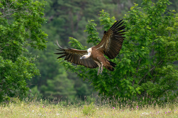 Vautour fauve,Gyps fulvus, Griffon Vulture, Parc naturel régional des grands causses 48, Lozere, France