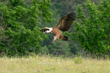 Vautour fauve,Gyps fulvus, Griffon Vulture, Parc naturel régional des grands causses 48, Lozere, France