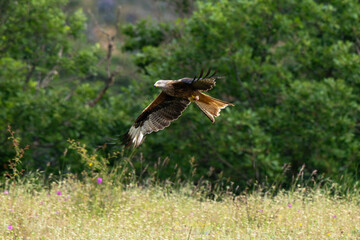 Milan royal,Milvus milvus , Red Kite