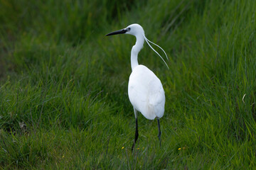 Aigrette garzette, 
Egretta garzetta, Little Egret,