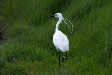 Fototapeta premium Aigrette garzette, Egretta garzetta, Little Egret,
