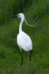 Fototapeta premium Aigrette garzette, Egretta garzetta, Little Egret,