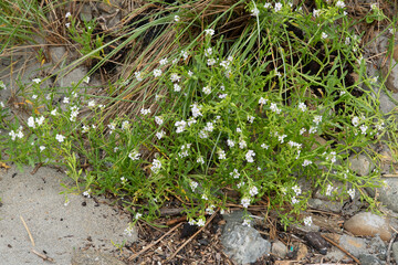 Roquette de mer, Cakile maritima,