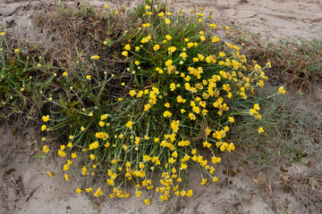 immortelle des dunes, Helichrysum stoechas