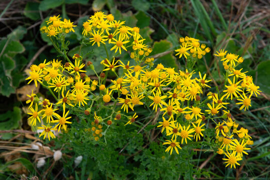 S&eacute;ne&ccedil;on de Jacob, Jacobaea vulgaris, H&eacute;lise de Pise, Thela pisana,