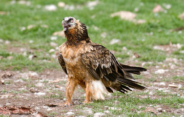 Gypaète barbu,Gypaetus barbatus, Bearded Vulture, Pyrénées