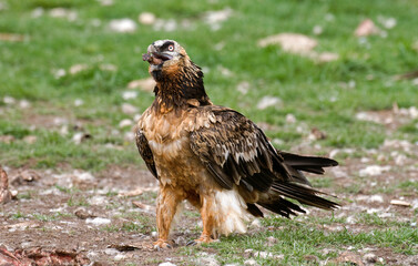 Gypaète barbu,Gypaetus barbatus, Bearded Vulture, Pyrénées