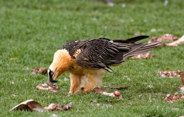 Gypaète barbu,Gypaetus barbatus, Bearded Vulture, Pyrénées