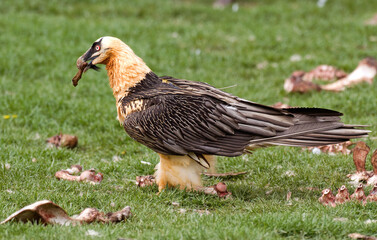 Gypaète barbu,Gypaetus barbatus, Bearded Vulture, Pyrénées