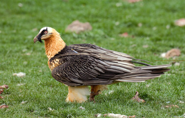 Gypaète barbu,Gypaetus barbatus, Bearded Vulture, Pyrénées