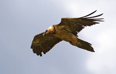 Gypaète barbu,
Gypaetus barbatus, Bearded Vulture, Pyrénées