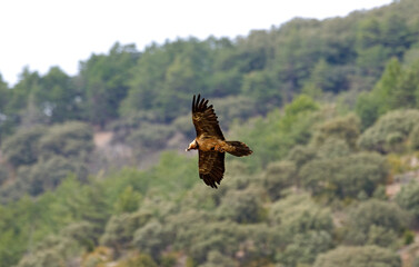Gypaète barbu,Gypaetus barbatus, Bearded Vulture, Pyrénées