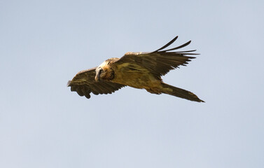 Gypaète barbu,
Gypaetus barbatus, Bearded Vulture, Pyrénées