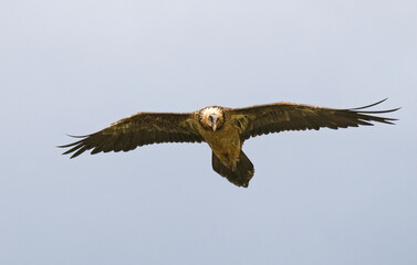 Gypaète barbu,Gypaetus barbatus, Bearded Vulture, Pyrénées