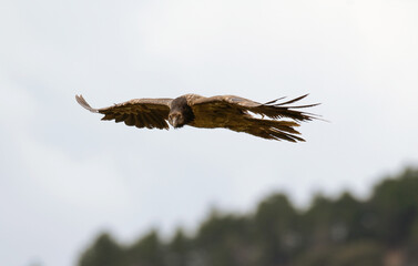 Gypaète barbu,Gypaetus barbatus, Bearded Vulture, Pyrénées