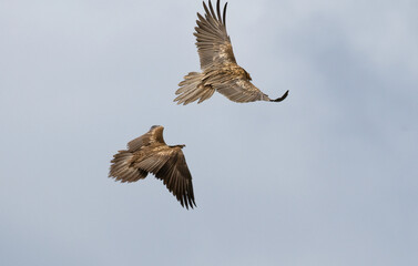 Gypaète barbu,Gypaetus barbatus, Bearded Vulture, Pyrénées
