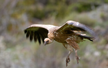 Vautour fauve,Gyps fulvus, Griffon Vulture, Parc naturel régional des grands causses 48, Lozere, France