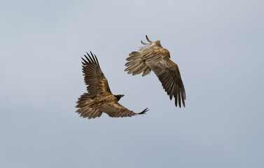 Gypaète barbu,Gypaetus barbatus, Bearded Vulture, Pyrénées