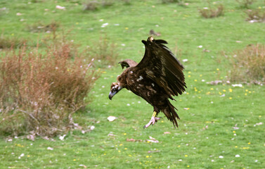 Vautour moine, Aegypius monachus, Cinereous Vulture,