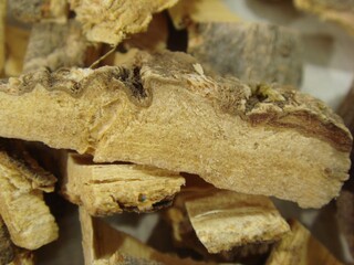 Cross-section close-up of Albizia julibrissin bark