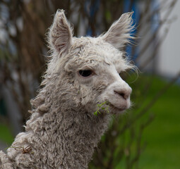 Adorable alpaca with messy fur in urban academic setting
