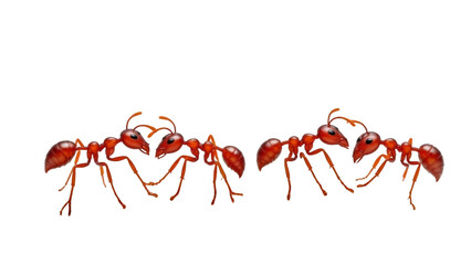 Fototapeta premium Vibrant Red Tree Ants Marching on Branch with White Background