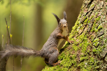Eichhörnchen im Wald