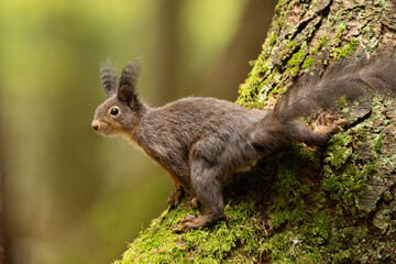 Eichhörnchen im Wald