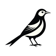 Obraz premium Elegant Black White Wagtail Bird Illustration Graphic