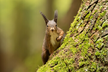 Eichhörnchen im Wald