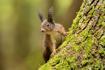 Eichhörnchen im Wald