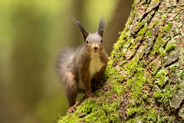 Eichhörnchen im Wald