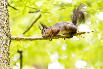 Eichhörnchen im Wald