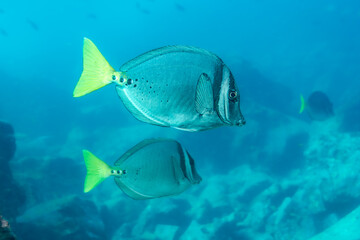Galápagos-Doktorfische schwimmen im blauen Ozean