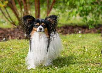 The Papillon, also called the continental toy spaniel. A close up of a papillon dog. Portrait of a papillon purebreed dog in the garden.